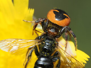 Synema globosum