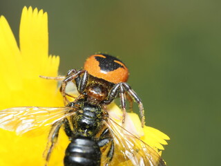 Synema globosum
