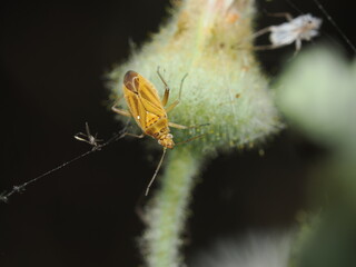 Macrolophus caliginosus