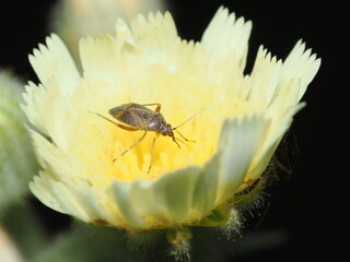 Macrolophus pygmaeus