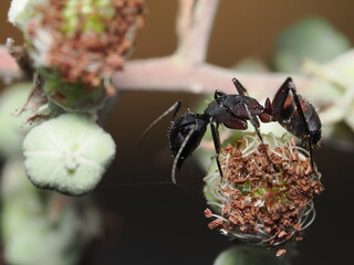 Camponotus compressus