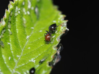 Crematogaster scutellaris
