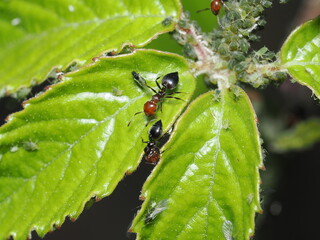 Crematogaster scutellaris