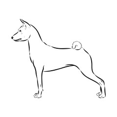 Basenji the dog, vector sketch
