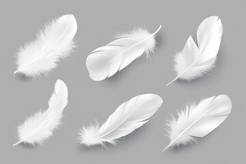 Obraz premium Realistic white feathers on a gray background