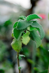 A small, vibrant green plant with unique textured leaves stands upright, showcasing its natural beauty and growth.