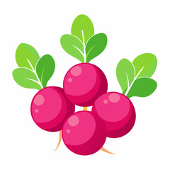 Minimal Radish Rounds Vector