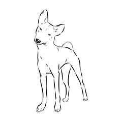 Basenji the dog, vector sketch