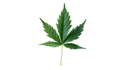 Fototapeta premium Fresh maple leaf isolated on white background 