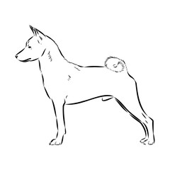 Basenji the dog, vector sketch