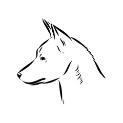 Basenji the dog, vector sketch