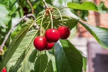 Close-up of juicy red cherries growing among lush green leaves on a sunny day