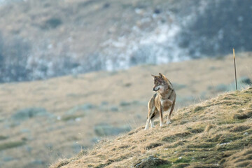 Wild Italian wolf (Canis lupus italicus) standing on the top of a mountain slope and looking for prey. Alps. December. (Rare).