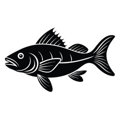 zander fish vector Illustrator 