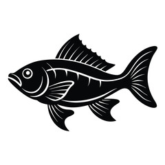 zander fish vector Illustrator 