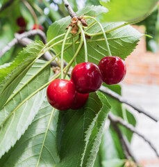 Close-up of juicy red cherries growing among lush green leaves on a sunny day