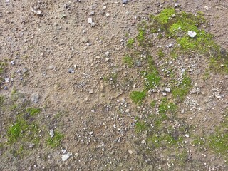 Gravelly Earth Texture with Patches of Green Moss