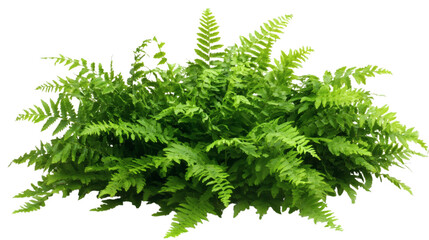 Fototapeta premium Fresh fern isolated on white background 