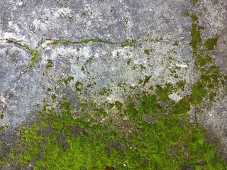 Lush Green Moss Patches on Textured Stone Surface