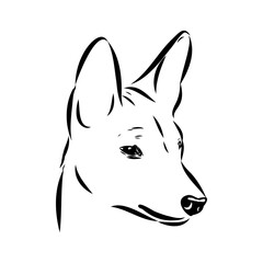 Basenji the dog, vector sketch