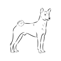 Basenji the dog, vector sketch
