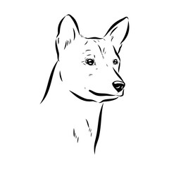 Basenji the dog, vector sketch