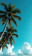 Stunning coconut palms silhouette against azure sky, puffy white clouds , palm leaves, island, green
