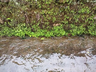 Vibrant Green Moss and Ferns Growing by Water