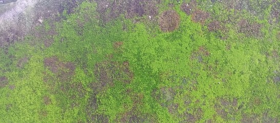 Vibrant Green Moss and Sedum on Ground Texture