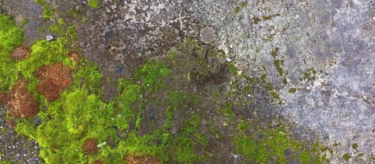 Vibrant Green Moss Growing on Old Concrete Surface
