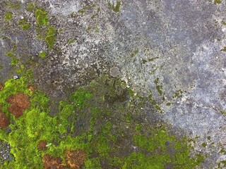 Vibrant Green Moss Growing on Old Concrete Surface