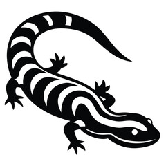 salamandet  Illustrator 