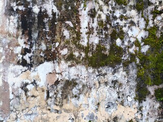 Obraz premium Detailed view of a weathered wall with moss and cracked paint