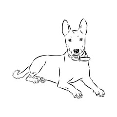 Basenji the dog, vector sketch