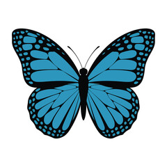 Fototapeta premium A vibrant blue butterfly with intricately designed wings featuring gradient shades of blue and black accents