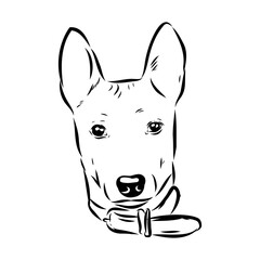 Basenji the dog, vector sketch