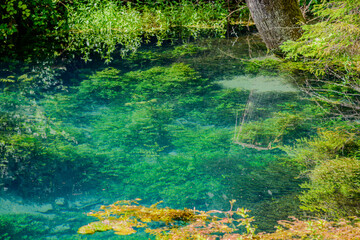 Crystal clear pond reflecting lush greenery near a forested area during daylight hours