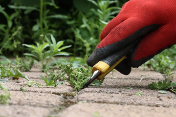 Removing weeds from the joints of paving slabs
