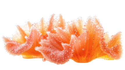 Flying radiant sea anemone-shaped fruit slices with sparkling sugary tips isolated on white background 