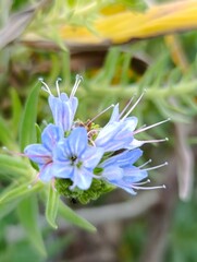 bee on flower