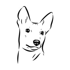 Basenji the dog, vector sketch