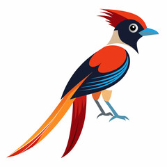 Elegant Paradise Flycatcher Vector