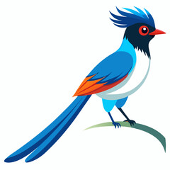 Elegant Paradise Flycatcher Vector