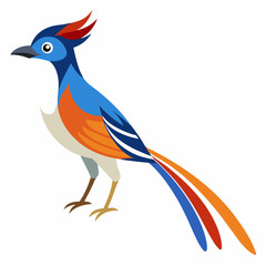 Elegant Paradise Flycatcher Vector