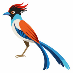 Elegant Paradise Flycatcher Vector