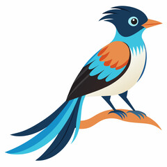 Elegant Paradise Flycatcher Vector
