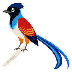 Elegant Paradise Flycatcher Vector