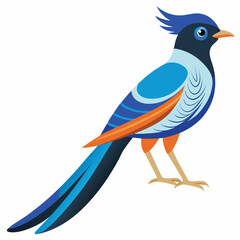 Elegant Paradise Flycatcher Vector