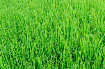 Top view of young green Thai rice seedlings in the field, fresh rice sprout growing in soil, organic farming and agriculture concept, natural rice paddy background for rural or eco content