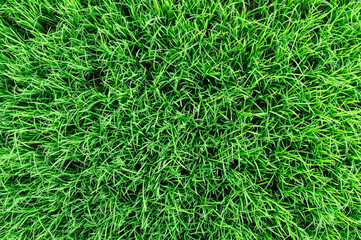 Top view of young green Thai rice seedlings in the field, fresh rice sprout growing in soil,...
